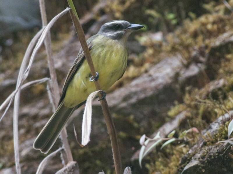 Golden-crowned Flycatcher, Photos 2