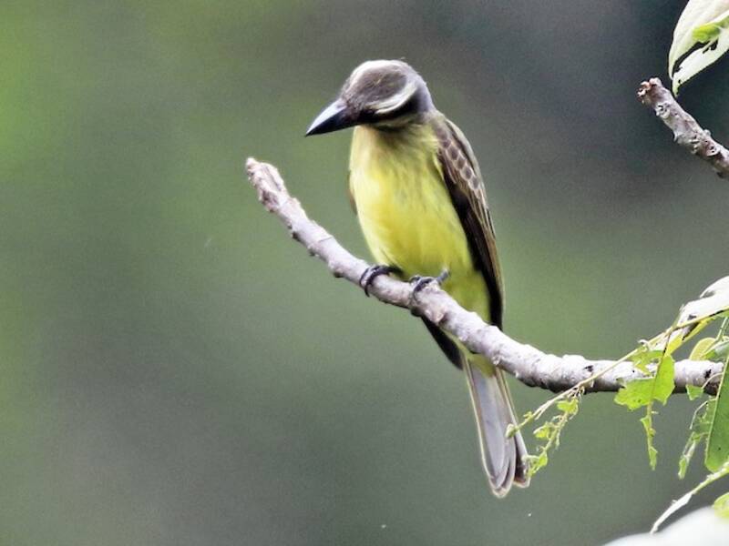 Golden-crowned Flycatcher, Photos 4