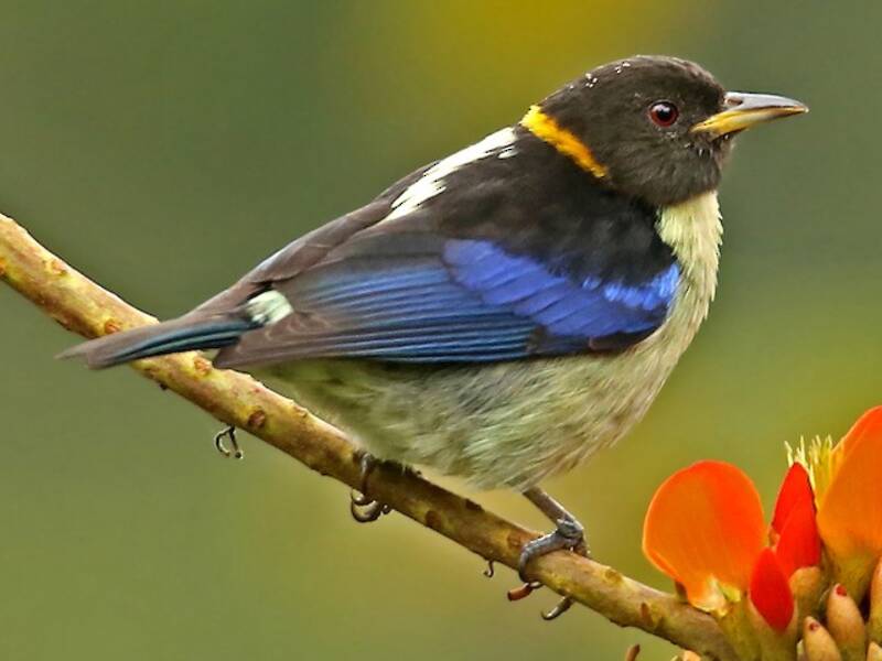Golden-collared Honeycreeper, 照片 2
