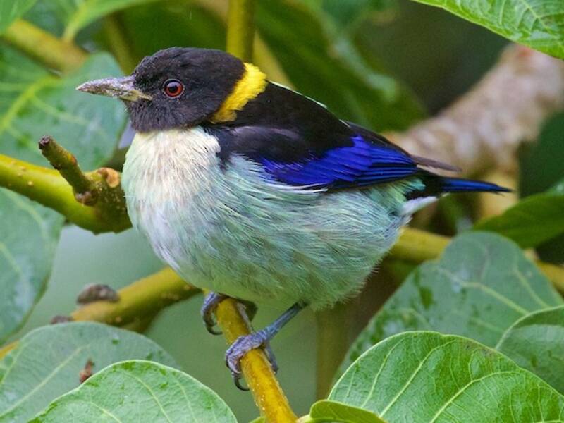 Golden-collared Honeycreeper, 照片 4