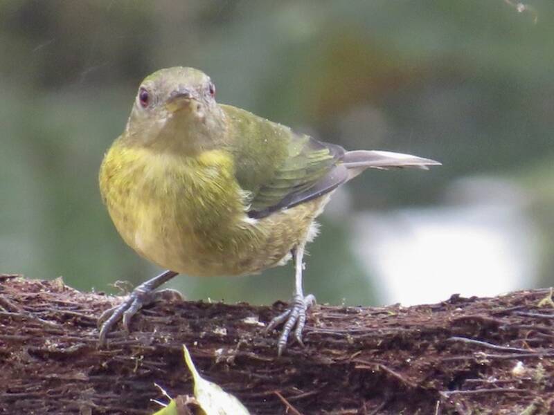 Golden-collared Honeycreeper, 照片 3