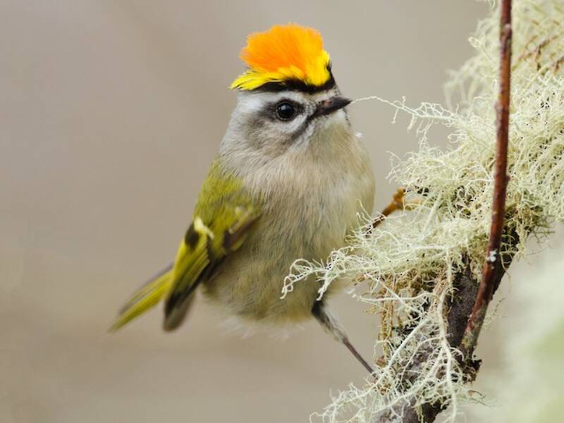 Goldkronenhähnchen, Fotos 4