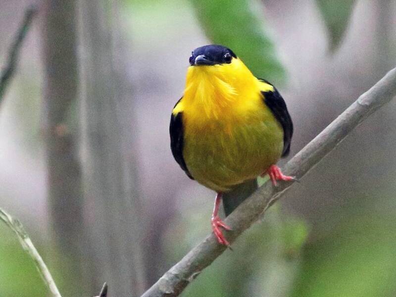 Goldhals-Manakin, Fotos 4