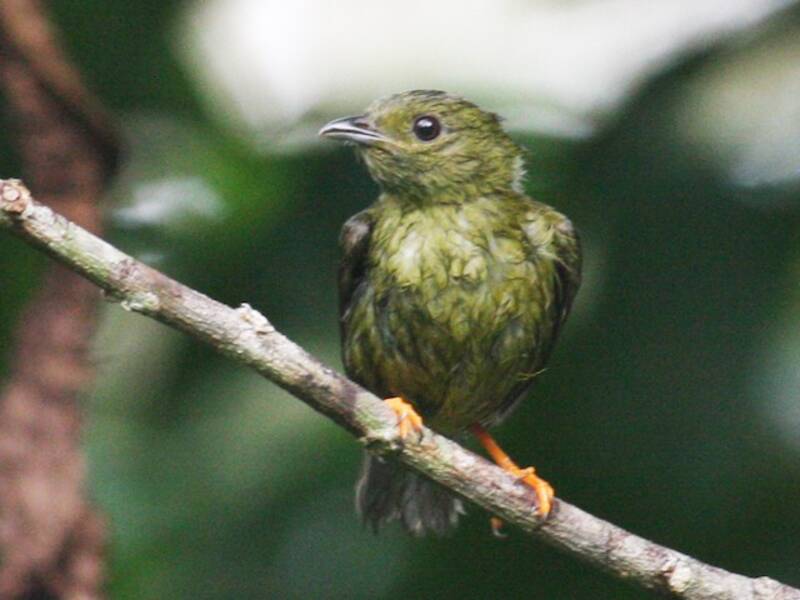 Goldhals-Manakin, Fotos 2