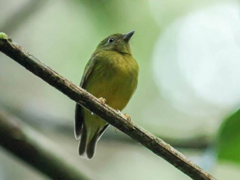 Manachino corona dorata, Foto 2