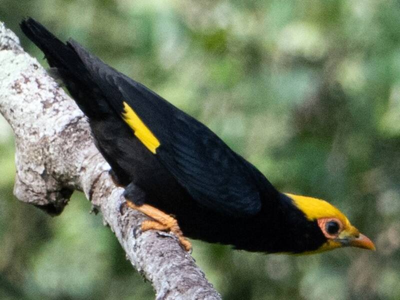 Estornino Crestidorado, Fotos 3