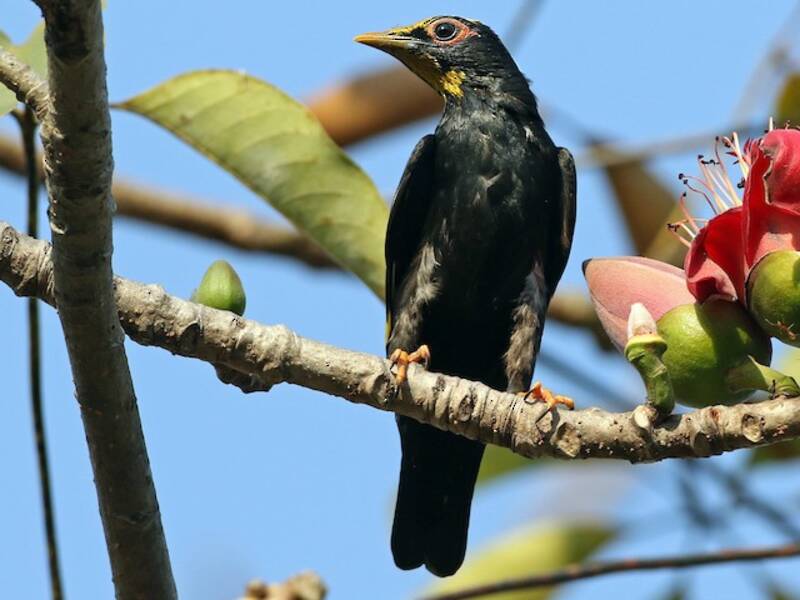 Estornino Crestidorado, Fotos 2