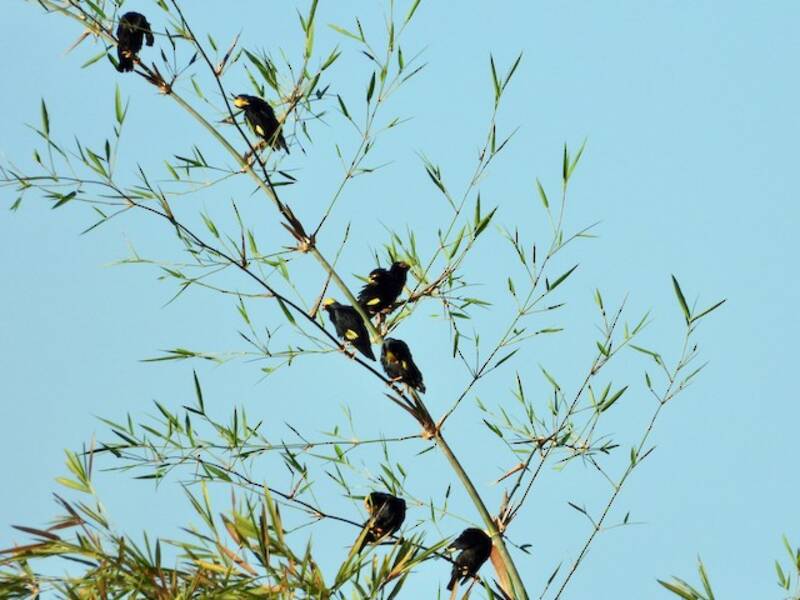Golden-crested Myna