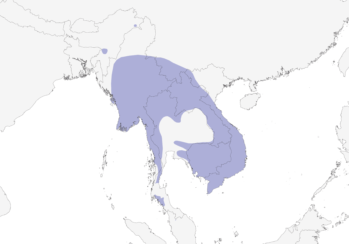 Estornino Crestidorado, Distribución 1