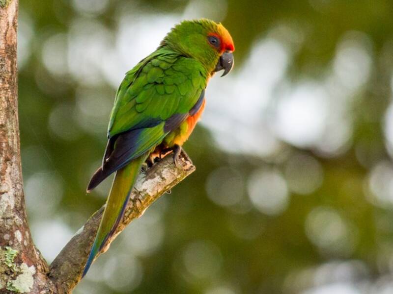 Golden-capped Parakeet, 照片 3