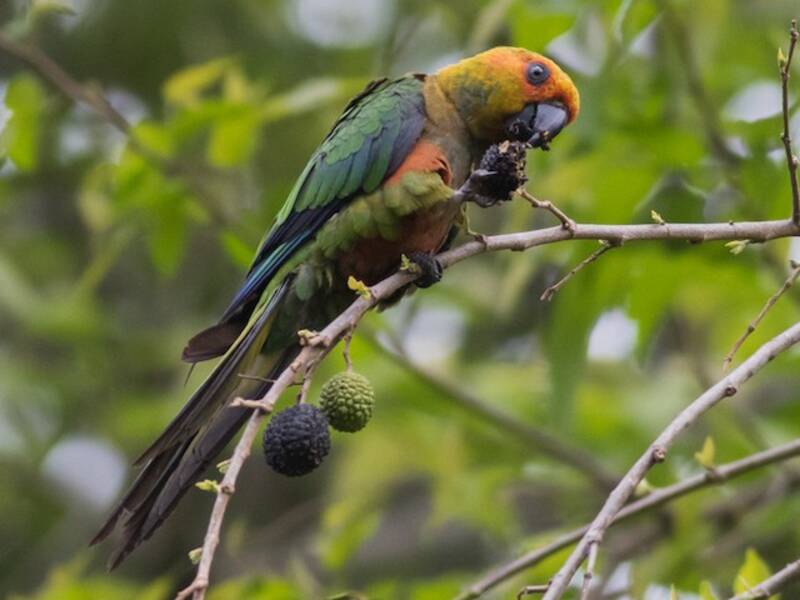 Golden-capped Parakeet