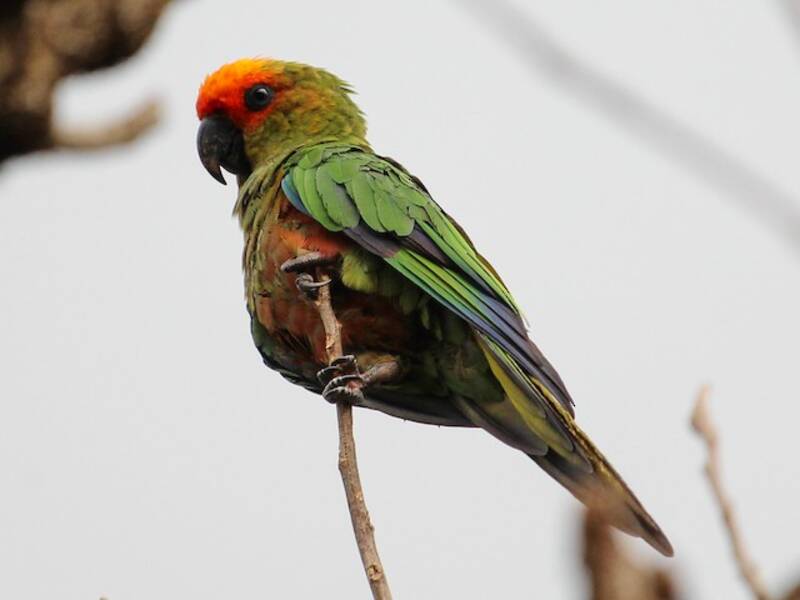 Golden-capped Parakeet, 照片 2