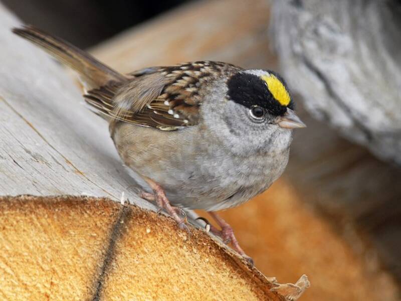 Golden-crowned Sparrow, Photos 3