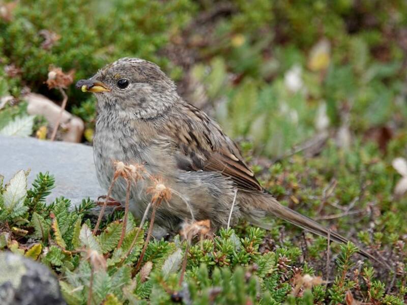 Golden-crowned Sparrow (Zonotrichia atricapilla)