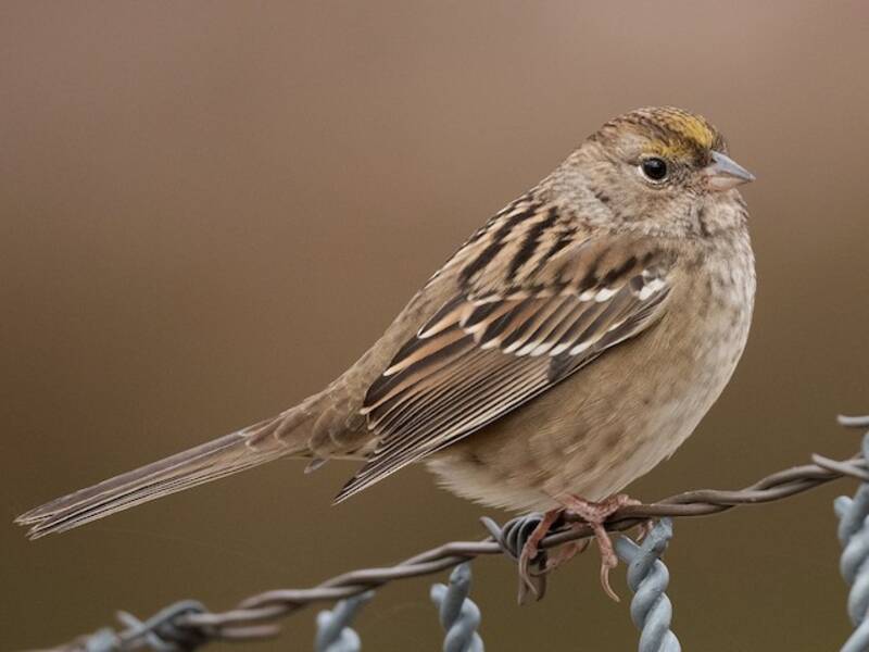 Golden-crowned Sparrow, Photos 2