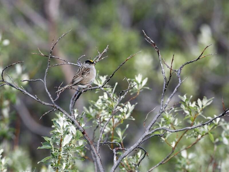 Golden-crowned Sparrow, Photos 4