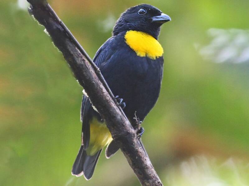 Golden-chested Tanager, 照片 2