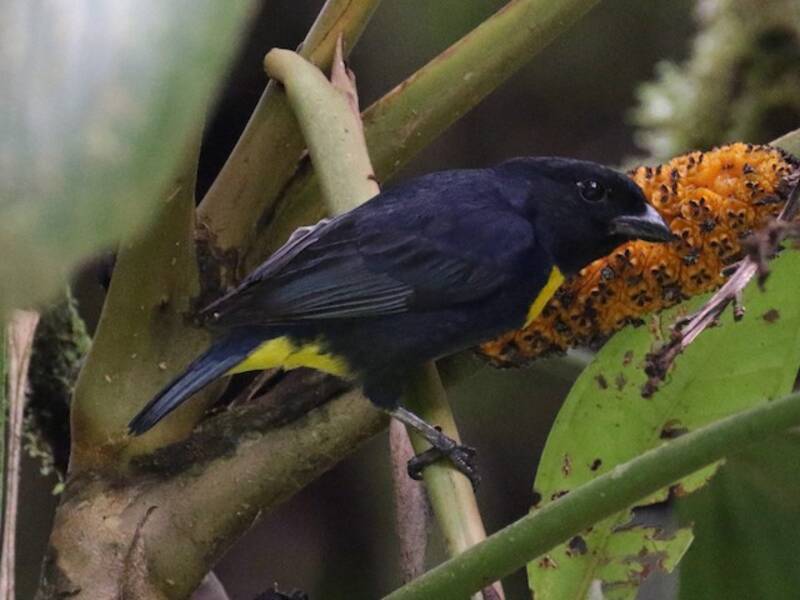 Golden-chested Tanager, 照片 3