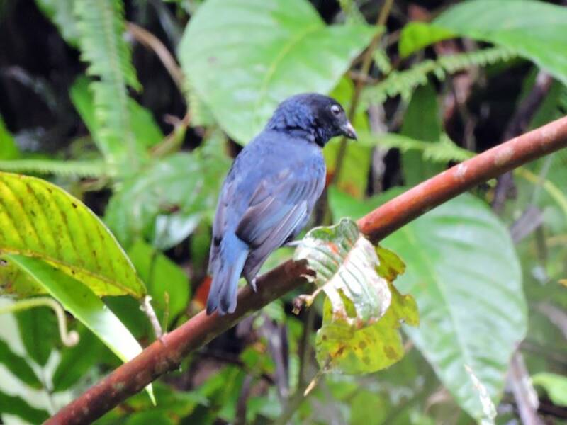 Golden-chested Tanager, 照片 4