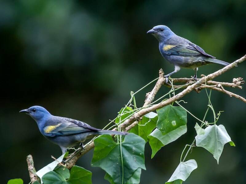 Goldbinden-Tangare - Thraupis ornata
