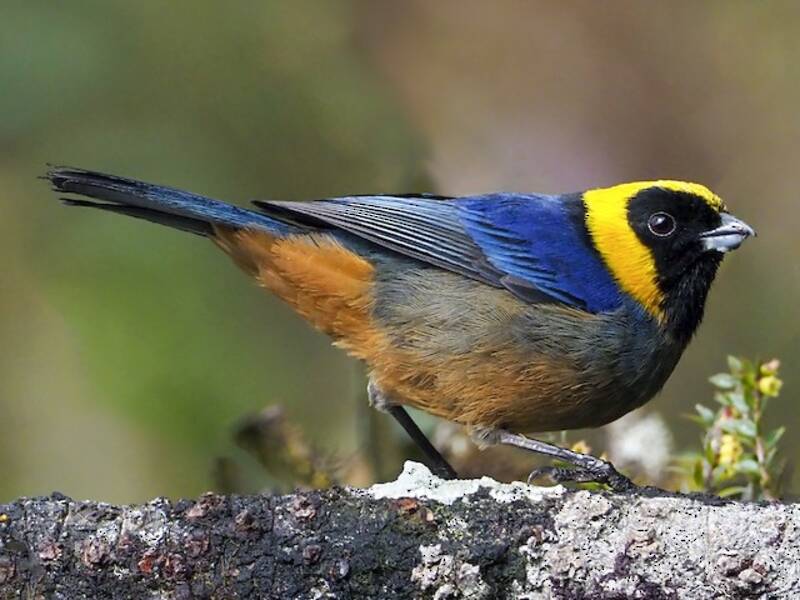 Golden-collared Tanager, Photos 4