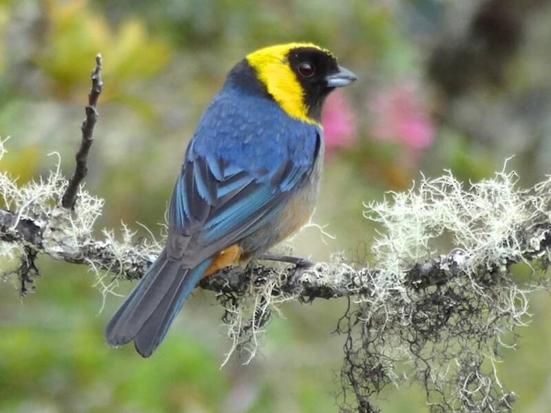 Golden-collared Tanager, Photos 3