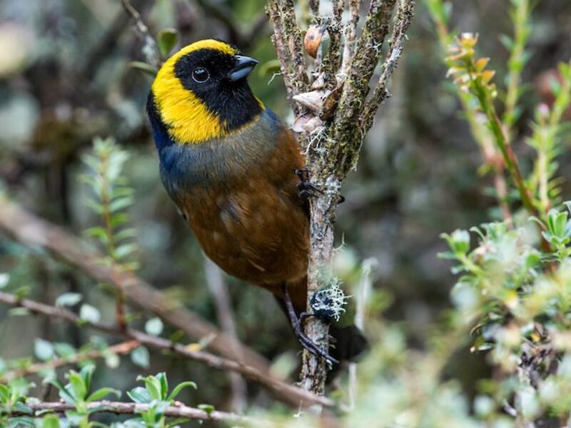 Golden-collared Tanager, Photos 2