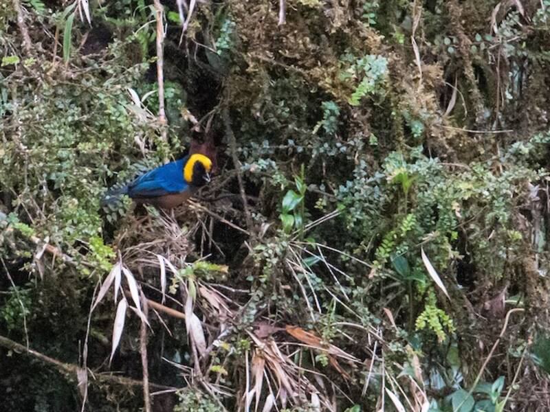 Golden-collared Tanager