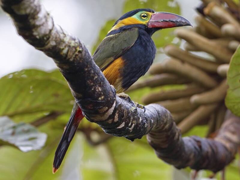 Golden-collared Toucanet, 照片 2