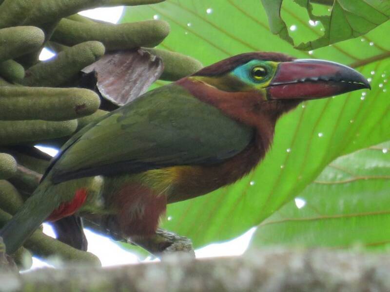 Golden-collared Toucanet, 照片 4