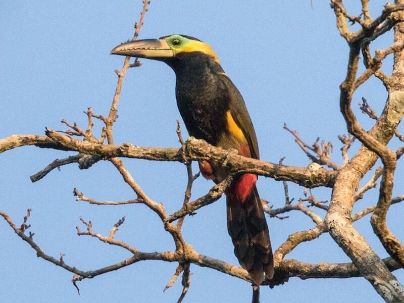 Golden-collared Toucanet, 照片 3