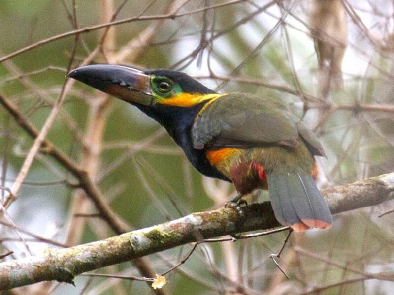 Golden-collared Toucanet