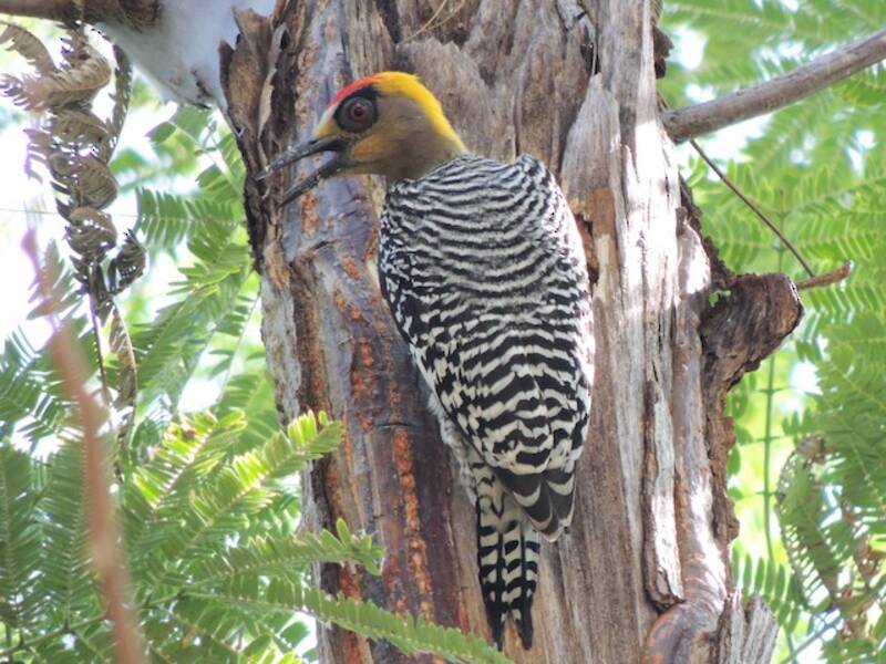 Golden-cheeked Woodpecker, 照片 4