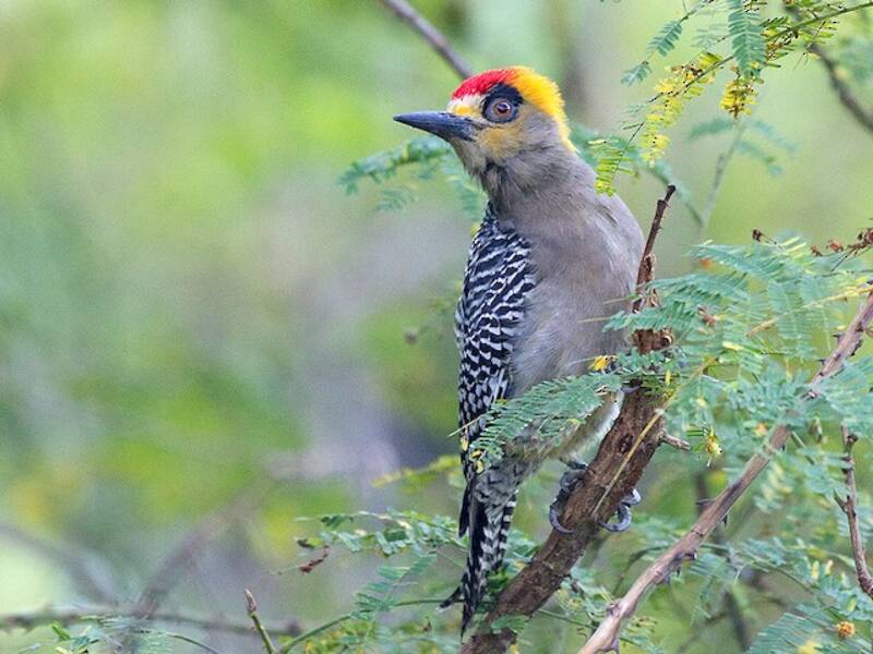 Golden-cheeked Woodpecker, 照片 2
