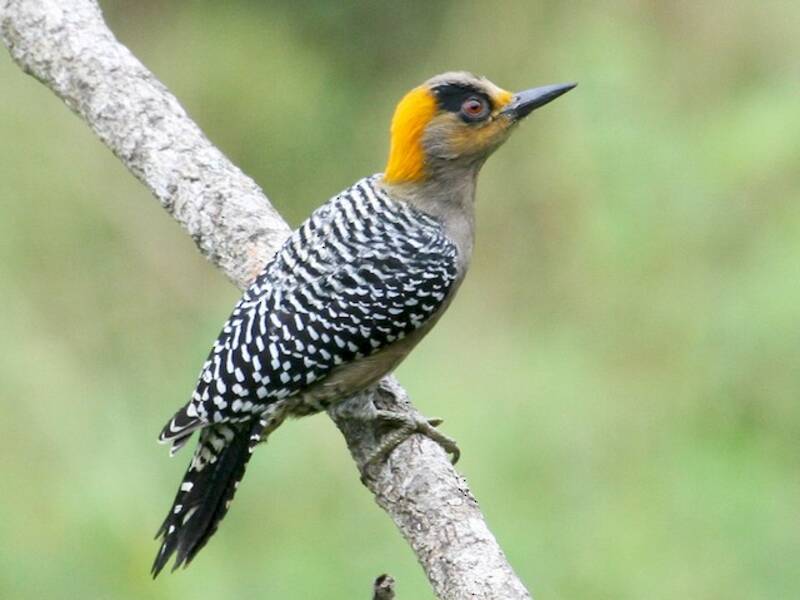 Golden-cheeked Woodpecker, 照片 3