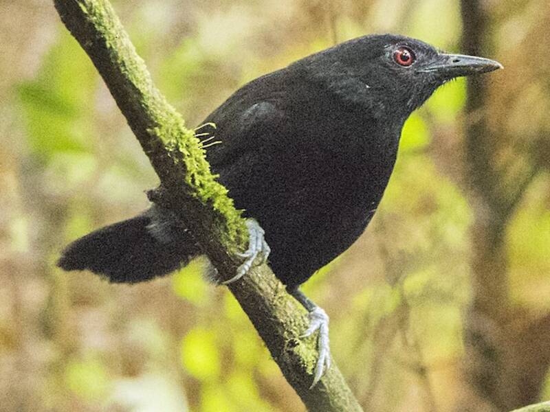 Goeldi's Antbird, 照片 2