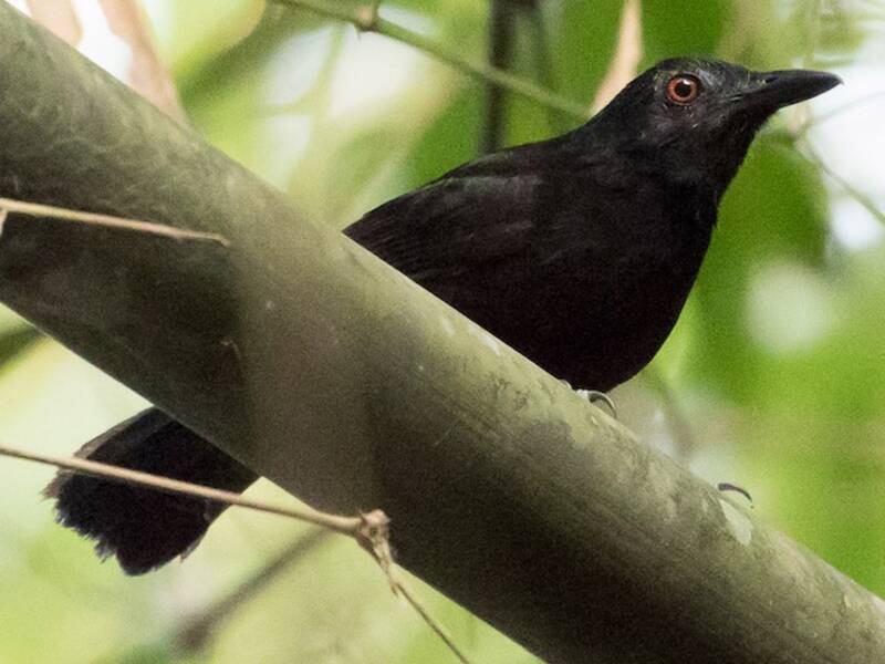Goeldi's Antbird