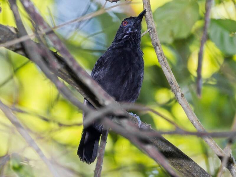Goeldi's Antbird, 照片 3
