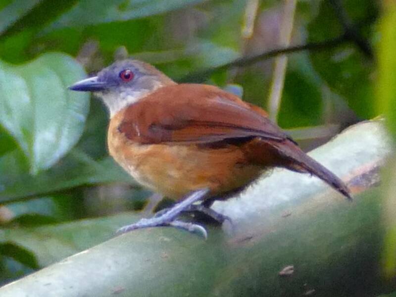 Goeldi's Antbird, 照片 4