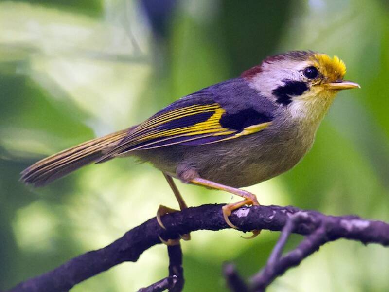 Gold-fronted Fulvetta