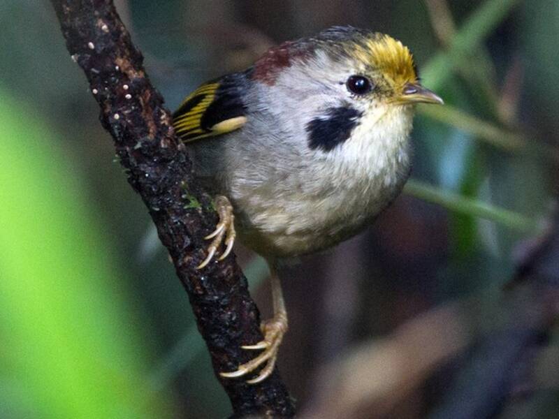 Gold-fronted Fulvetta, 照片 3