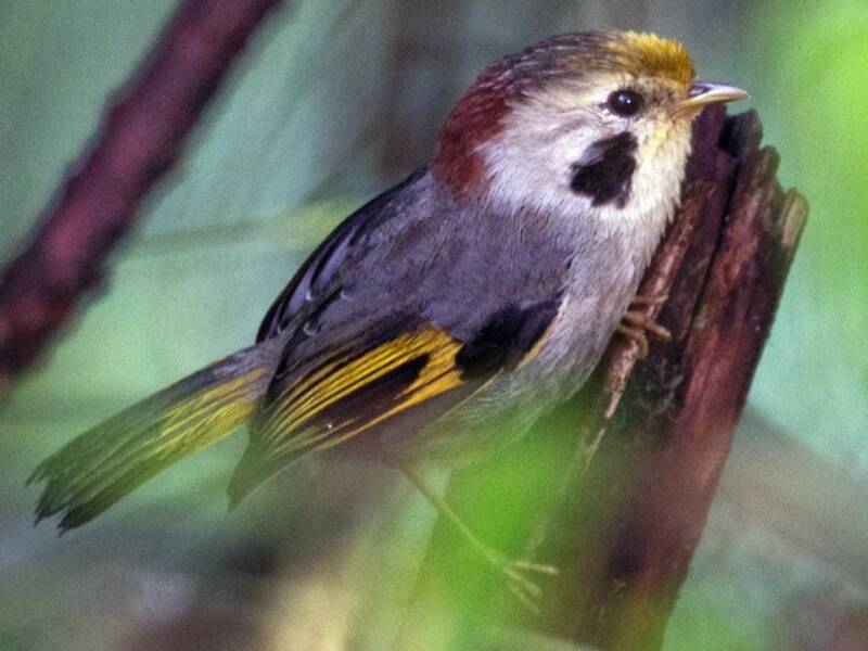 Gold-fronted Fulvetta, 照片 2