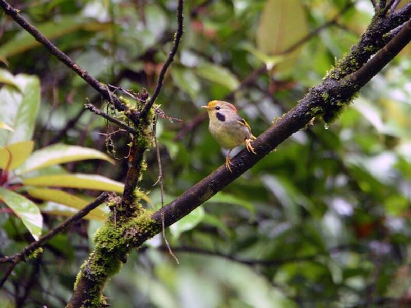 Gold-fronted Fulvetta, 照片 4