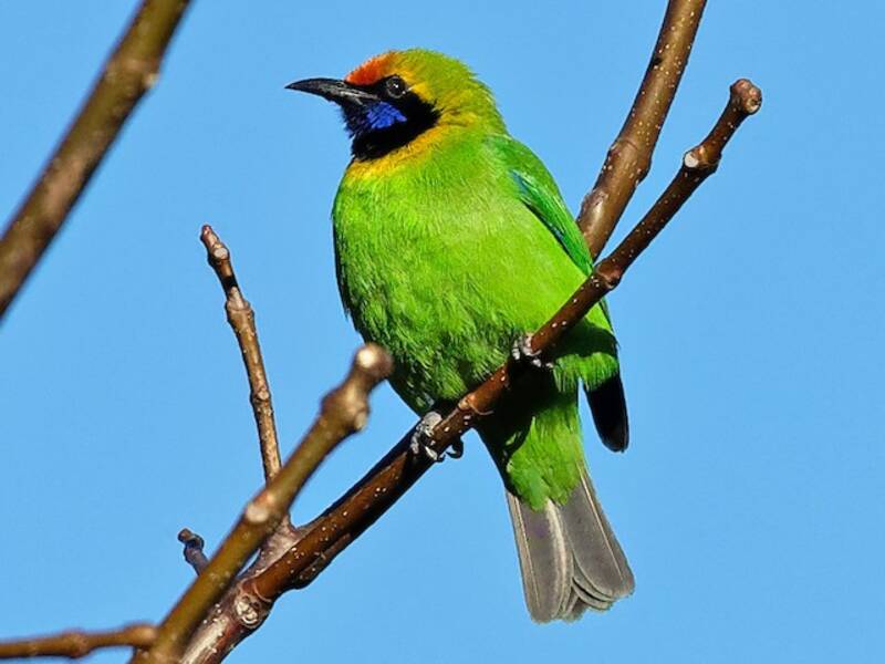 Goldstirn-Blattvogel, Fotos 2
