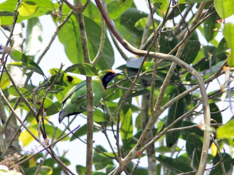 Golden-fronted Leafbird (Chloropsis aurifrons)