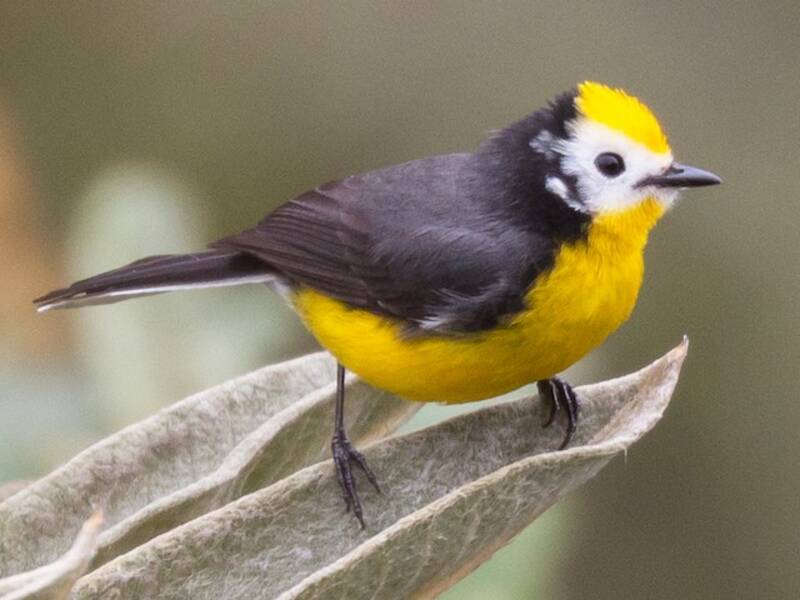 Paruline dorée