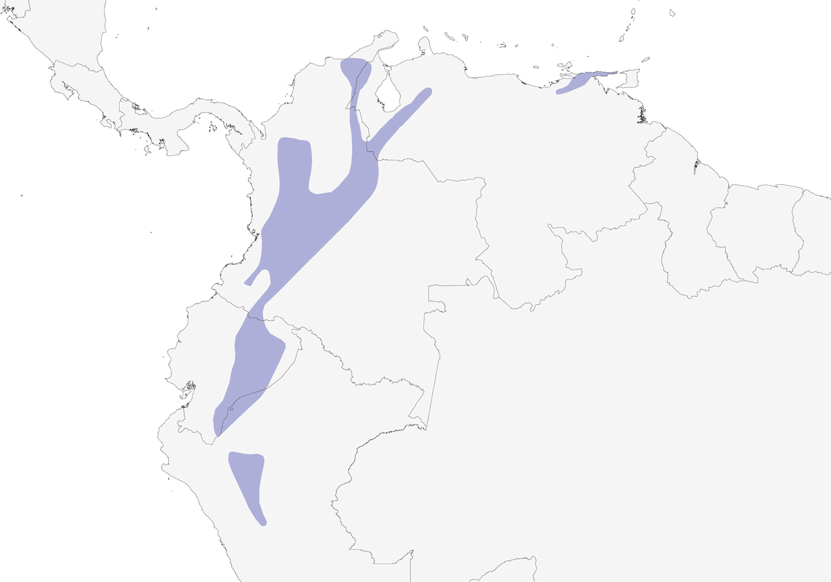 Tiranno facciadorata, Distribuzione 1