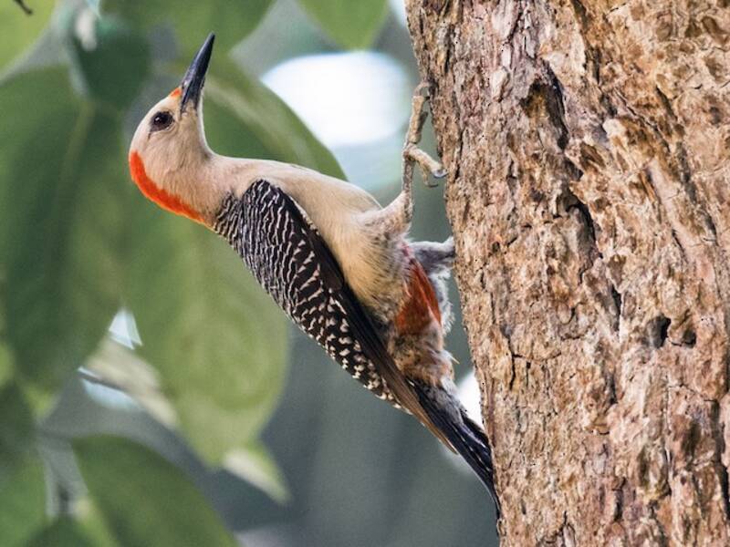 Picchio dalla fronte dorata, Foto 4