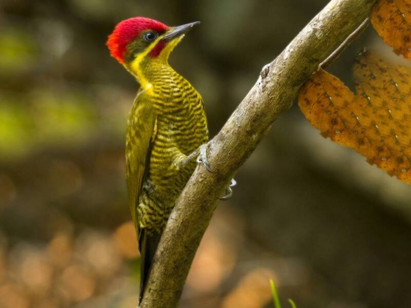 Carpintero verdidorado - Piculus chrysochloros