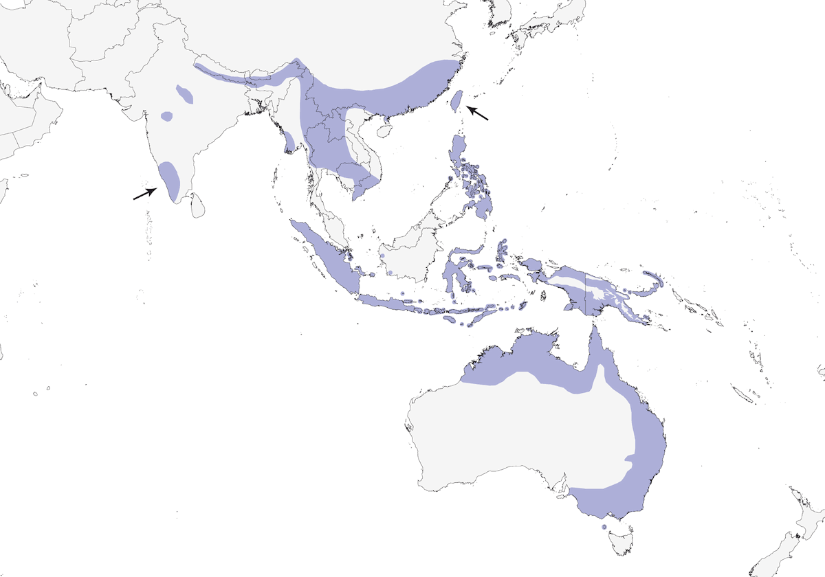 Cisticole à tête dorée, Distribution 1